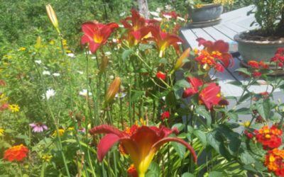 Landscaping Tips for a Beautiful Daylily Garden