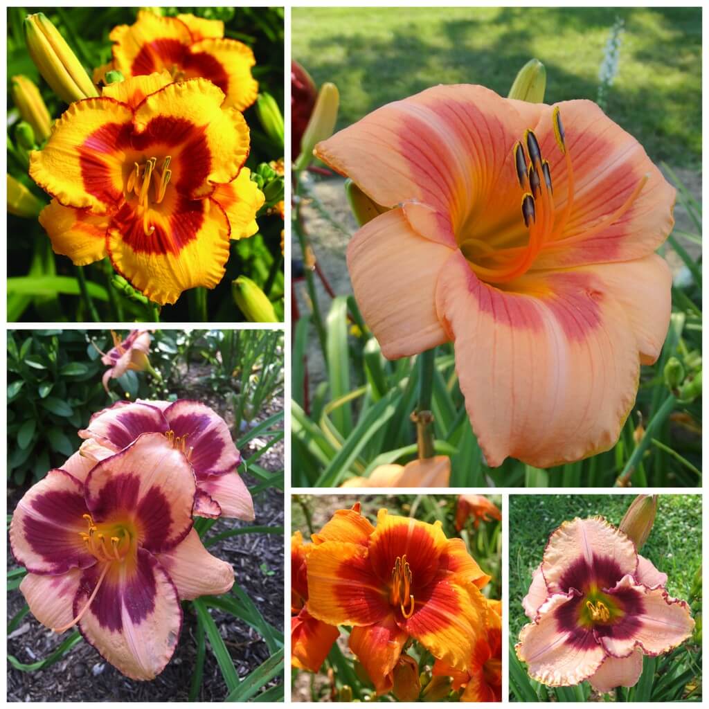 Eyed Daylily collection