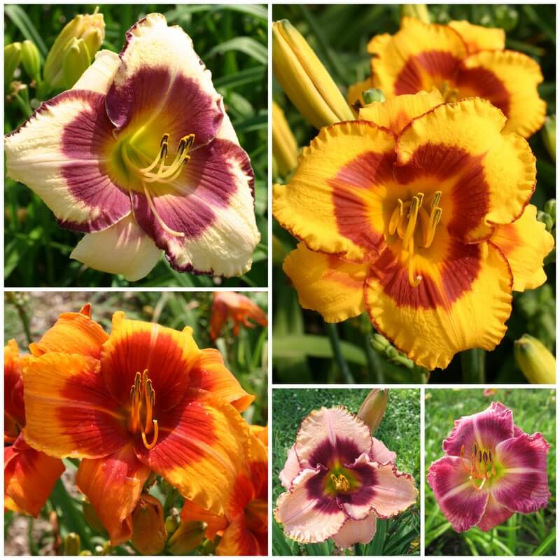 Collection of 5 daylilies with eye zones