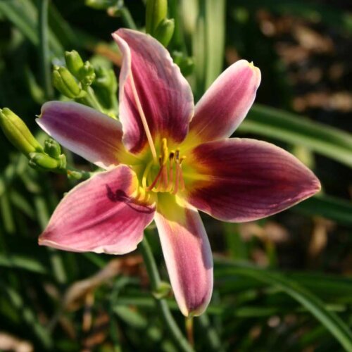 Oakes-Daylilies-Peacock-Alley-daylily-001
