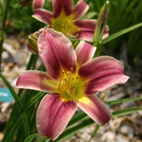 Oakes-Daylilies-Peacock-Alley-daylily-002