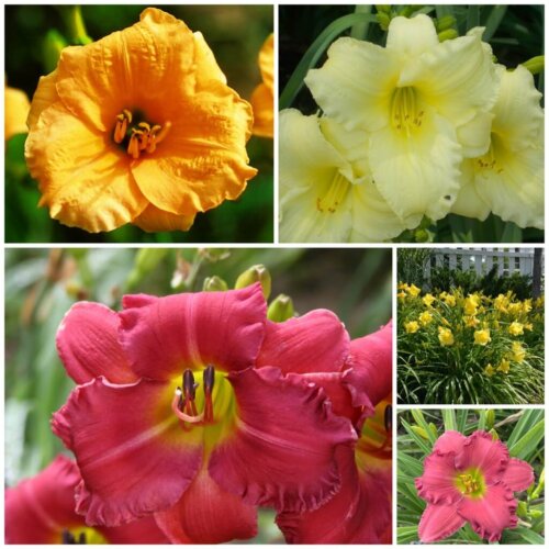 Rebloom daylily collection
