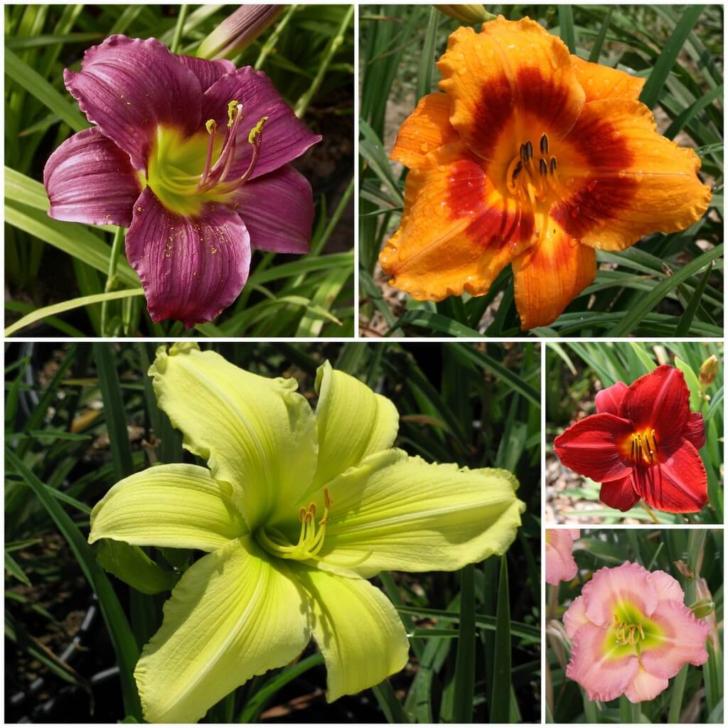Collection of Evergreen Daylilies