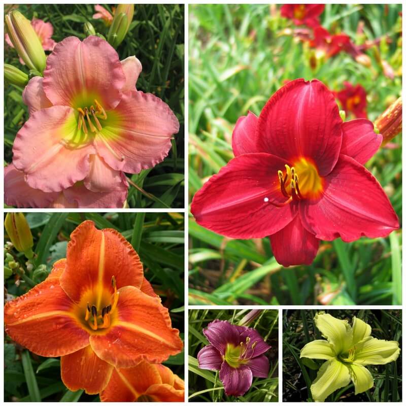 Collection of daylilies with evergreen foliage