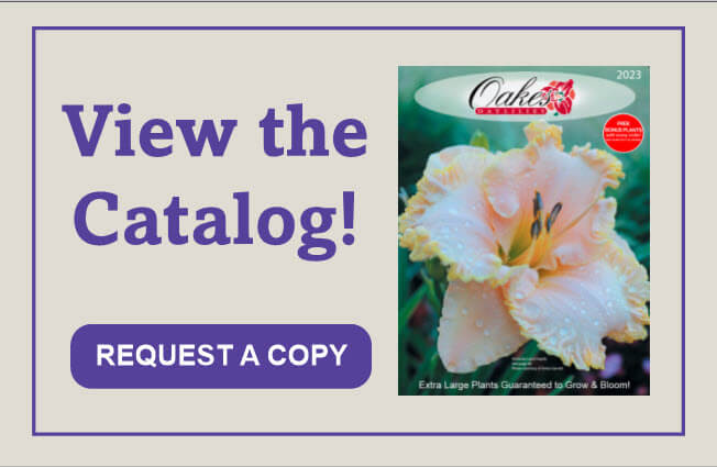 Oakes Daylilies digital catalog