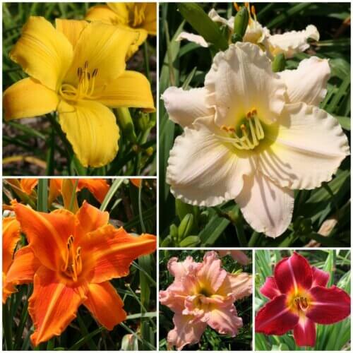 All American Daylily Collection