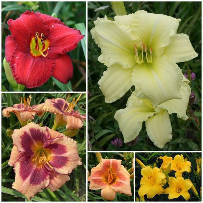 Best Sellers Daylily Collection