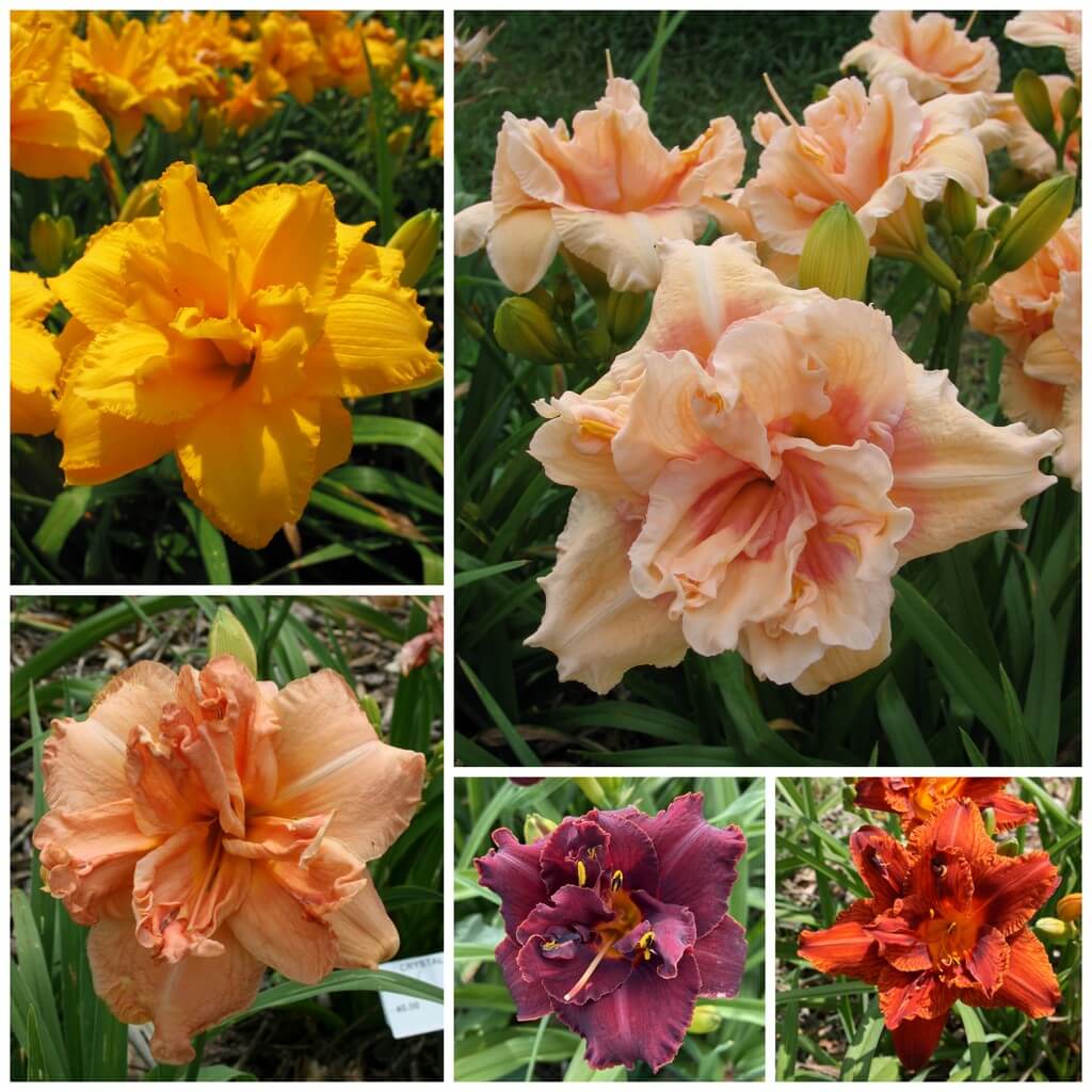 Double daylily collection