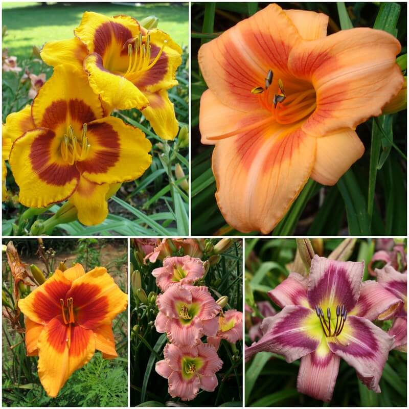 Eyed Daylily Collection