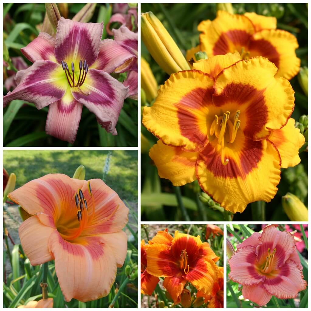 Eyed daylily collection