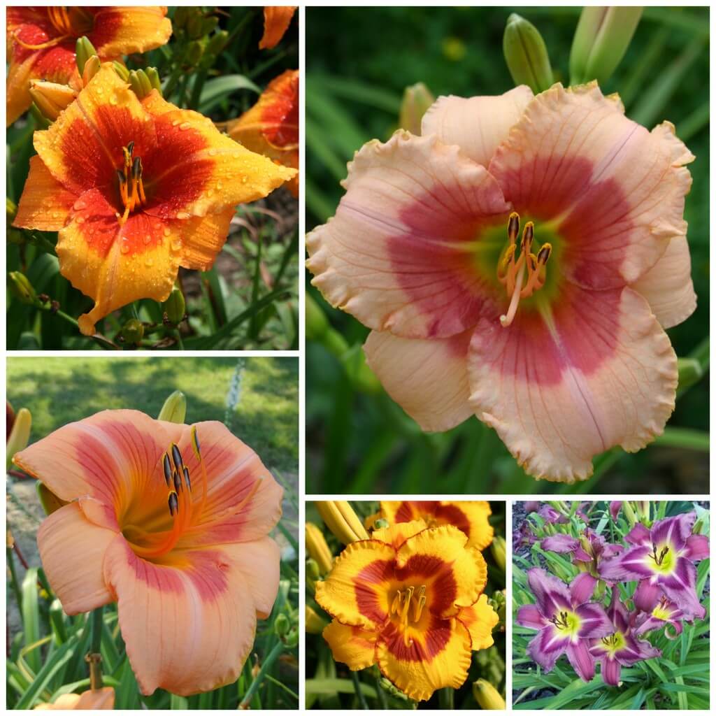 Eyed daylilies collection