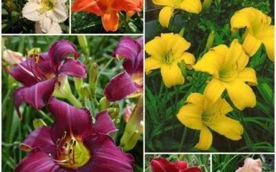 Understanding Daylily Sizes: A Guide to Variations and Planting Strategies