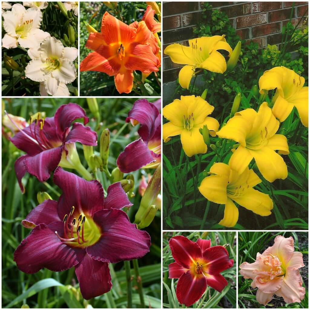 Customer Favorites Daylily Collection