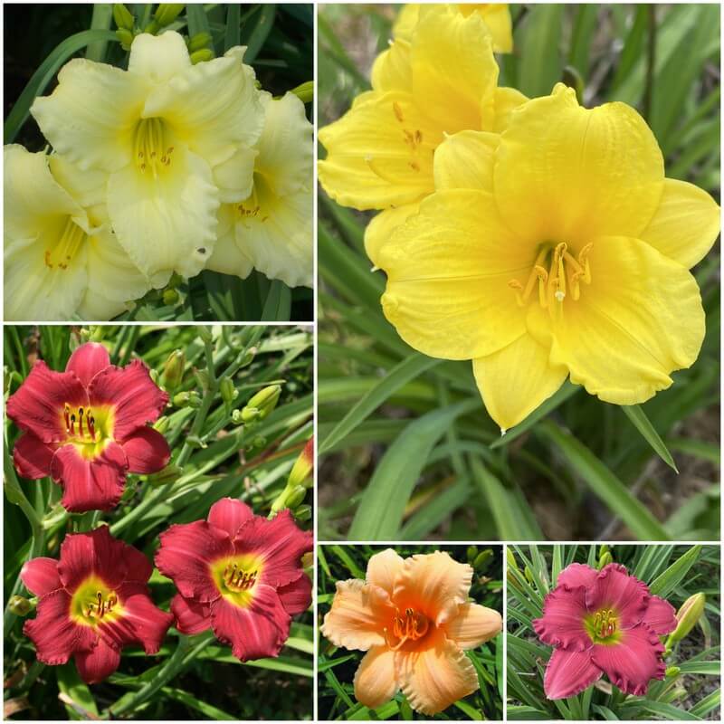 Rebloom Daylily Collection 2024