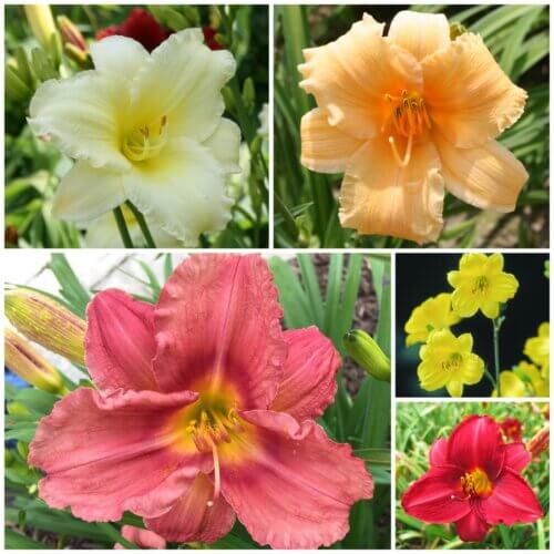 Rebloom collection of daylilies
