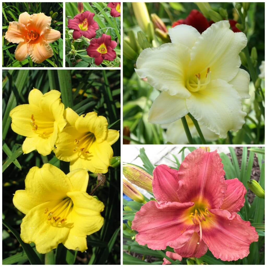 Reblooming daylilies collection