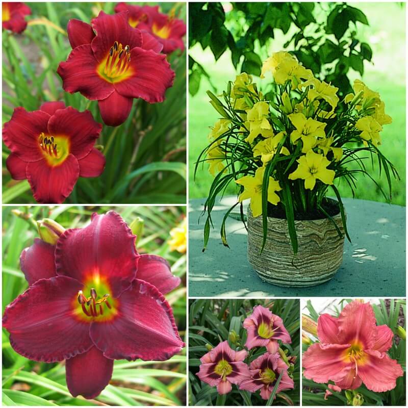 Short Daylily Collection