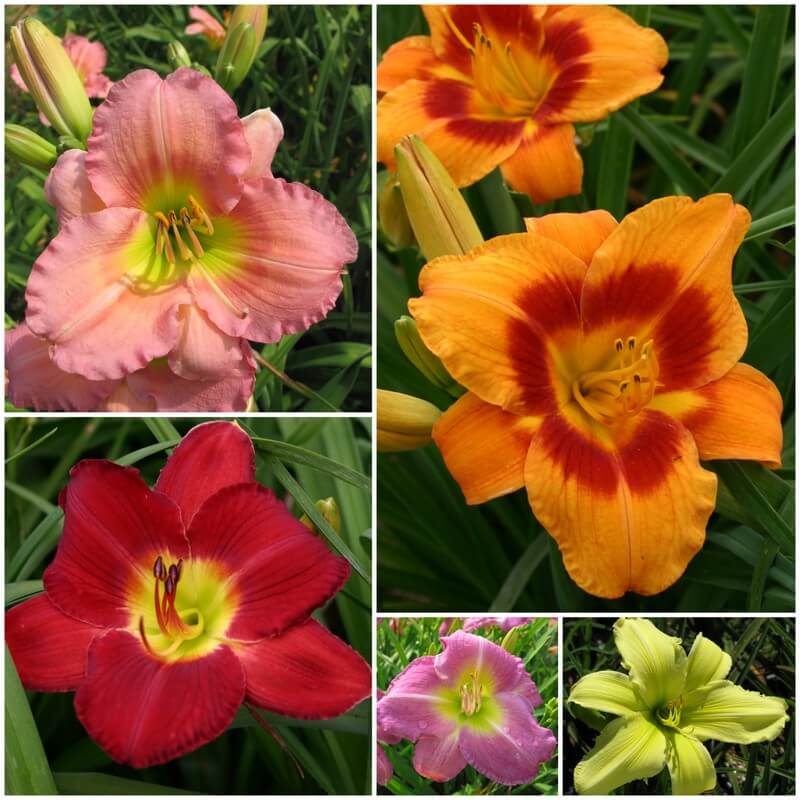 A collection of Evergreen Daylilies