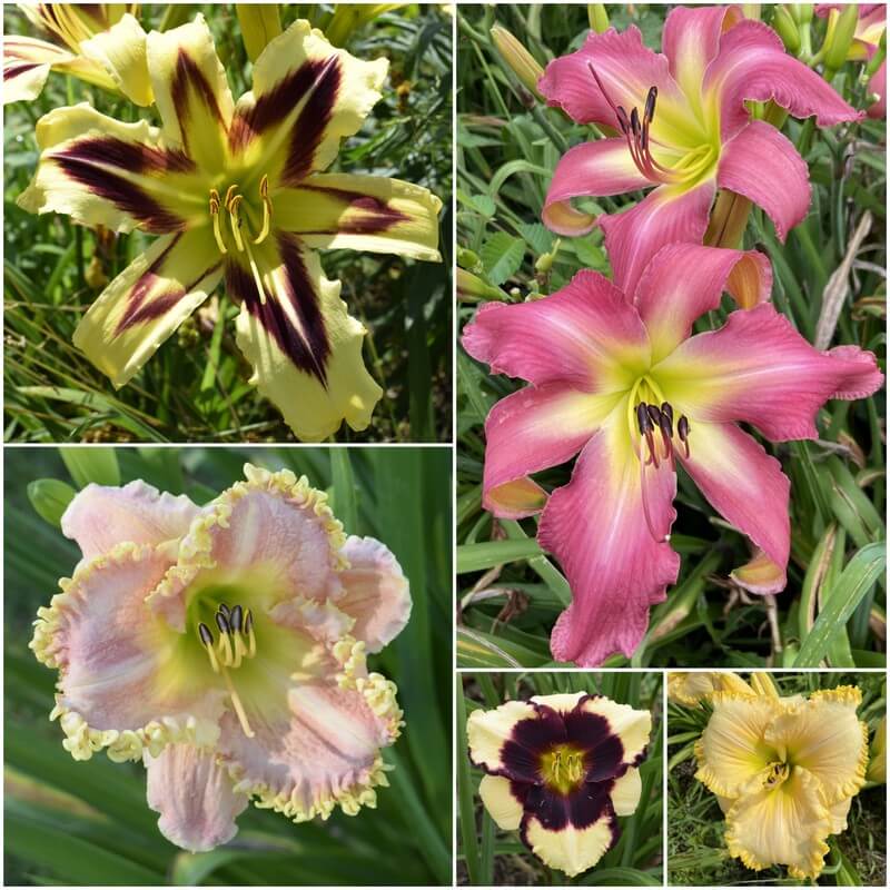 New Daylily Collection