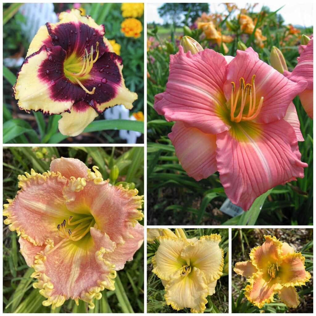 New daylily collection 2024
