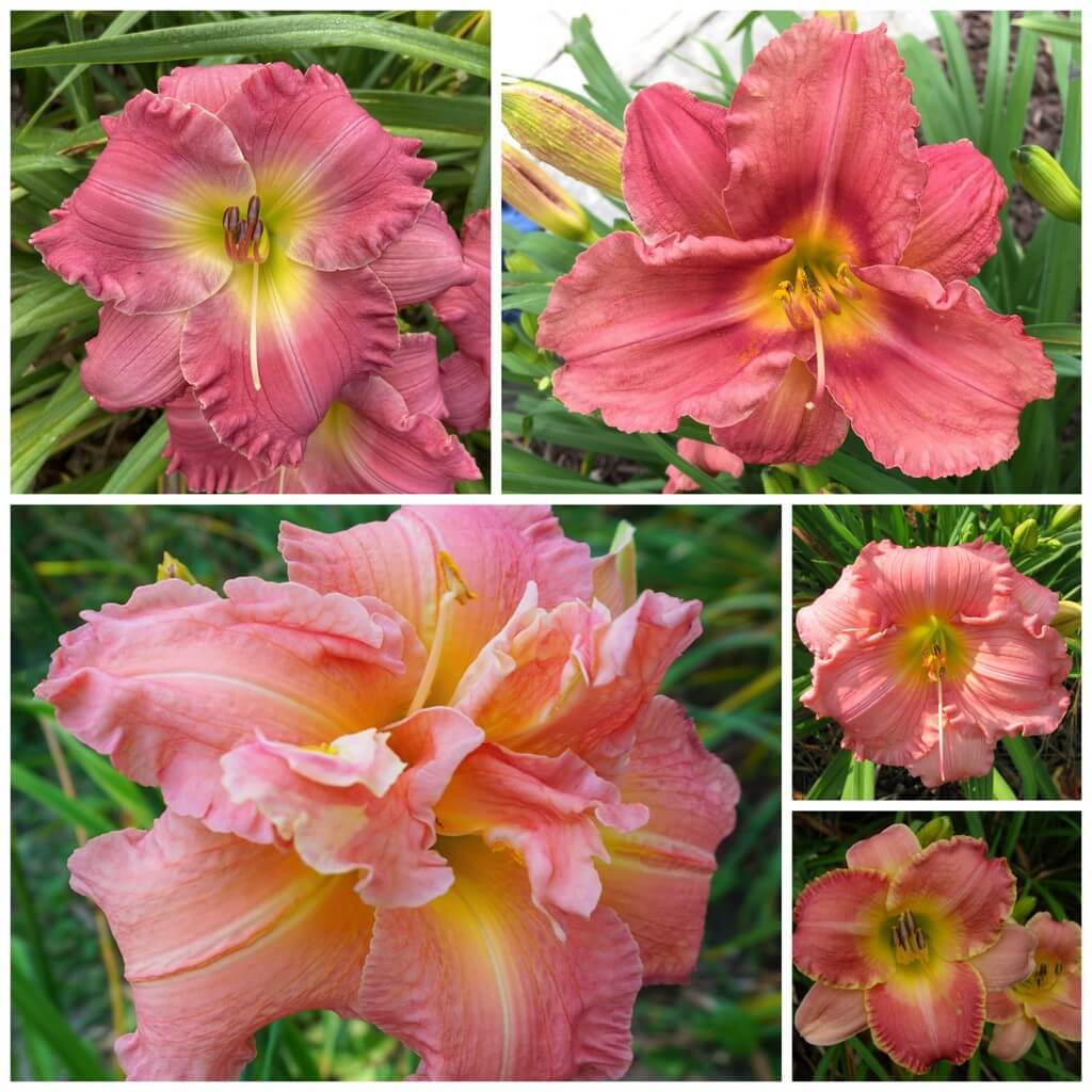 Pretty in pink daylily collection