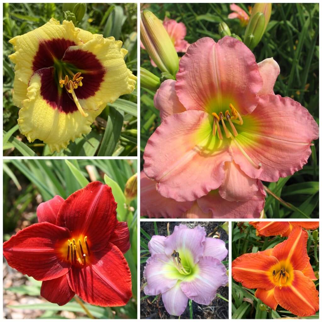 Evergreen daylily collection