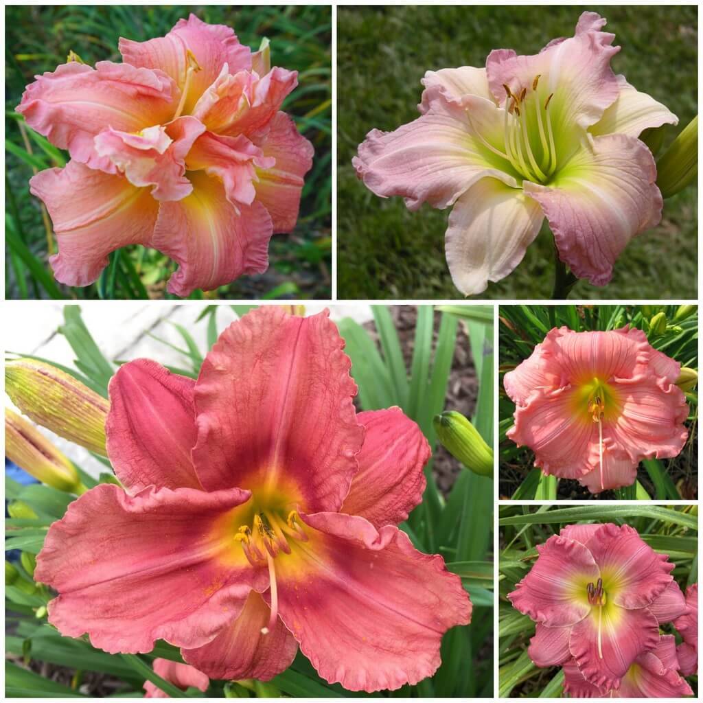 Pink daylily collection