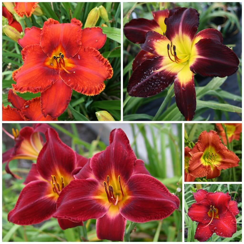 Ravishing in Red Daylily Collection