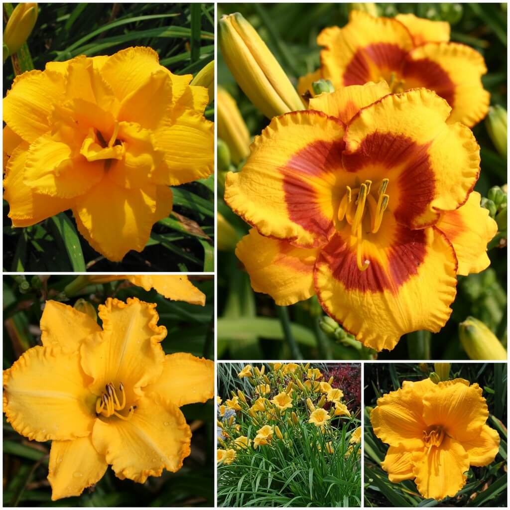 Pot of Gold Daylily Collection