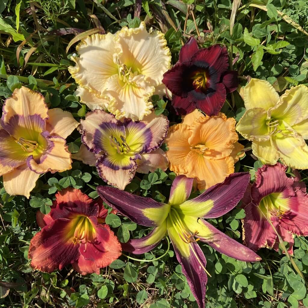 A mix of daylilies for Southern gardens