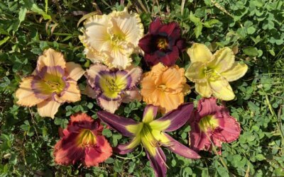How to Grow Daylilies in Containers