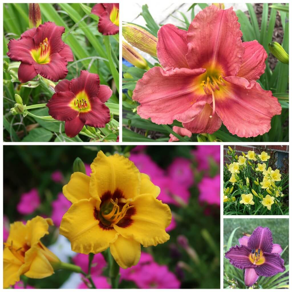 A collection of Daylilies with Miniature blooms