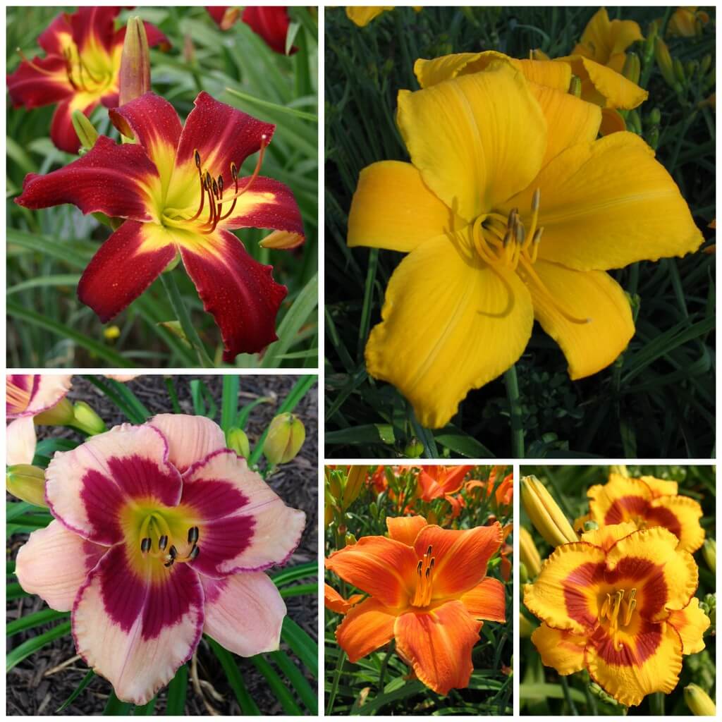 Photogenic daylily collection