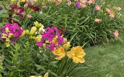 What Daylilies Can I Grow?