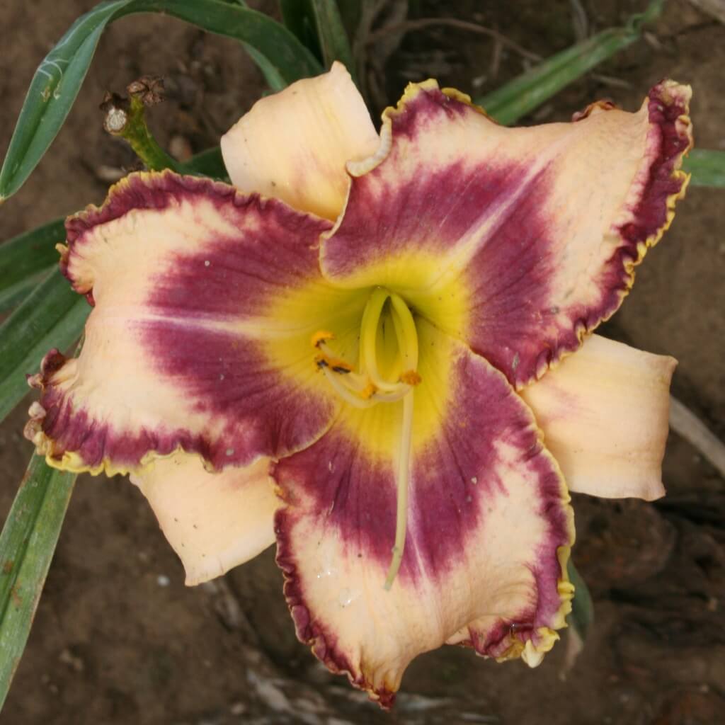 Edge of Your Seat daylily