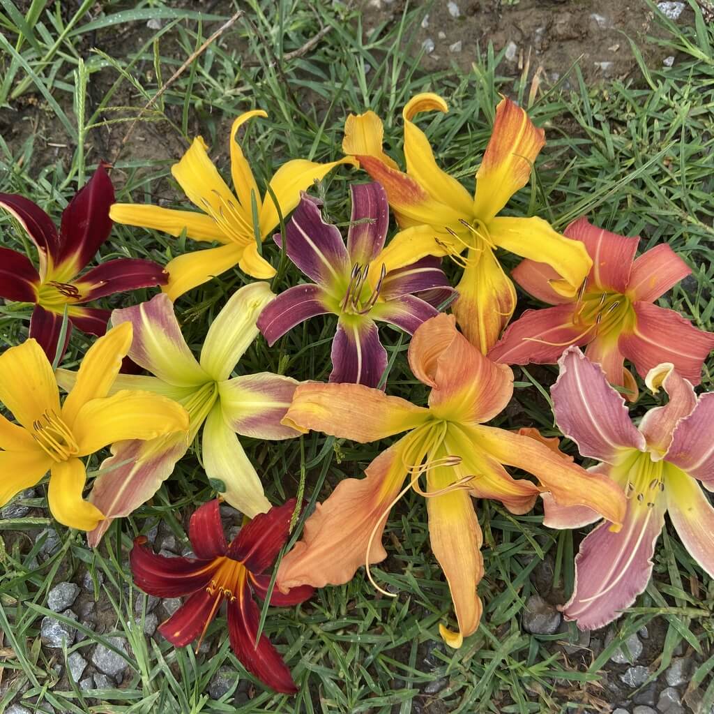 Mixed Spider-type daylilies