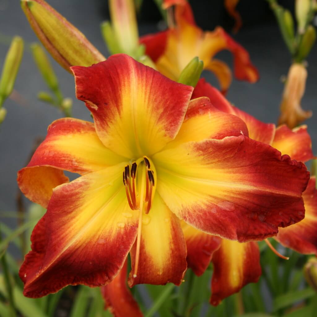 Red Skeltons daylily