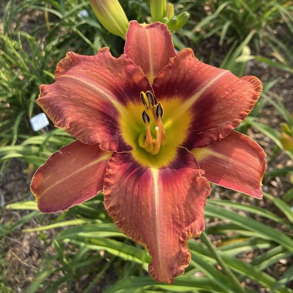 The Spice Must Flow daylily